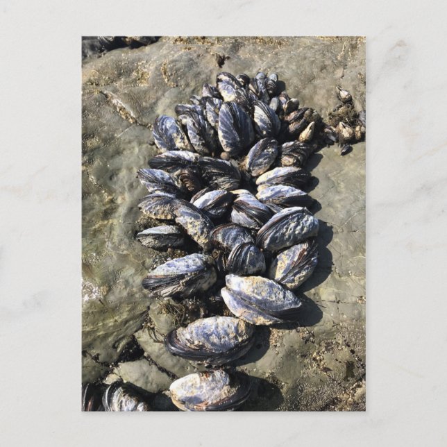 Postal Parque Estatal Sisters Rock, Costa de Oregón (Anverso)