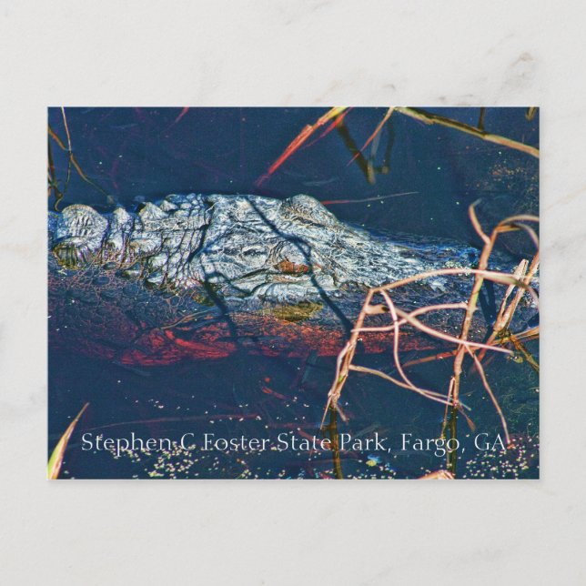 Postal Parque Estatal Stephen C Foster, Gator (Anverso)