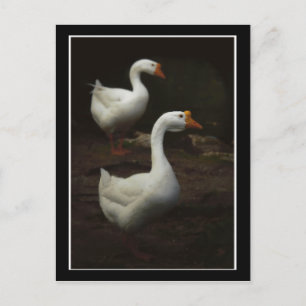 Postal Parque Geese City New Orleans