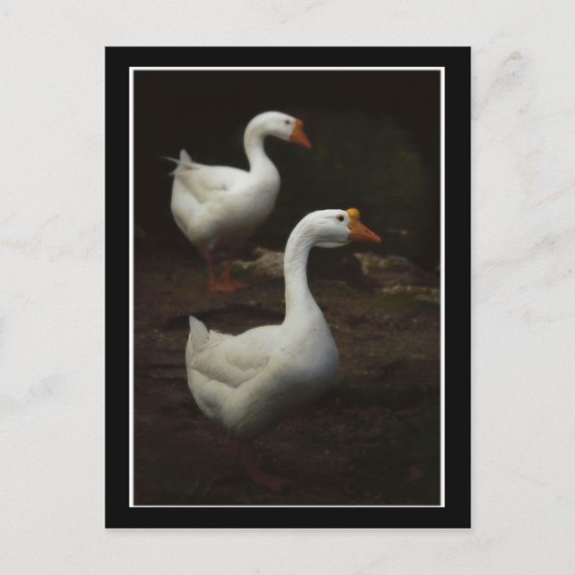 Postal Parque Geese City New Orleans (Anverso)