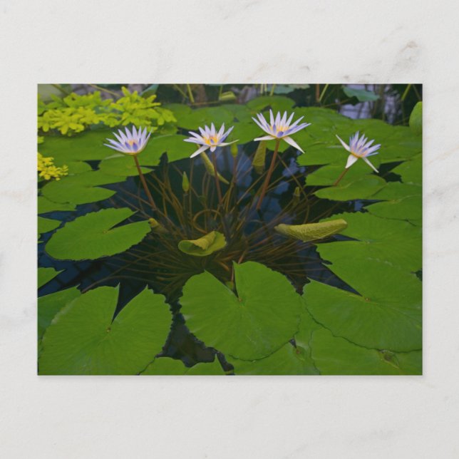 Postal Parque Golden Gate de San Francisco Californias y (Anverso)