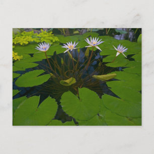 Postal Parque Golden Gate de San Francisco Californias y