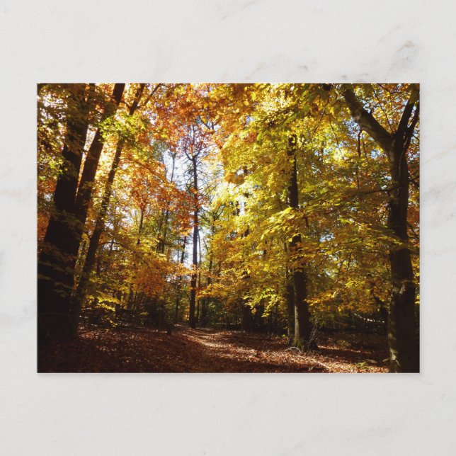 Postal Parque Greenbelt en la escena natural de Maryland  (Anverso)
