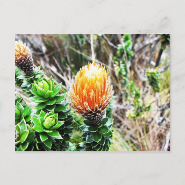 Postal Parque Las Cajas, Ecuador (Anverso)