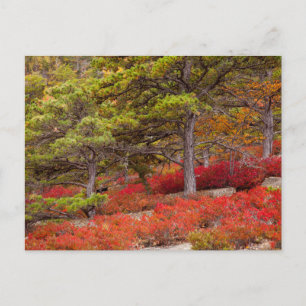 Postal Parque Nacional Acadia, Maine