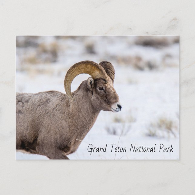 Postal Parque nacional Bighorn Sheep Grand Teton (Anverso)