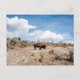 Postal Parque nacional Bison in Yellowstone