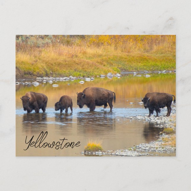 Postal Parque nacional Bison River Crossing Yellowstone (Anverso)