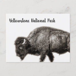 Postal Parque nacional Bison Yellowstone