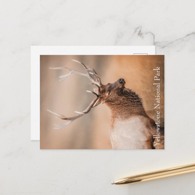 Postal Parque nacional Bull Elk Yellowstone (Anverso/Reverso In Situ)