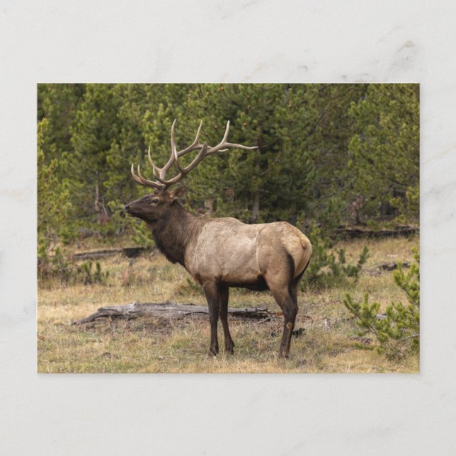 Postal Parque nacional Bull Elk Yellowstone, Wyoming (Anverso)