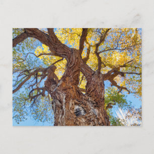 Postal Parque Nacional Capitol Reef, Árbol Cottonwood