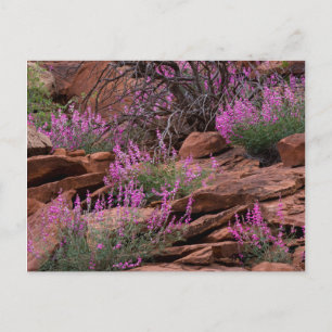 Postal Parque Nacional Capitol Reef, Utah, EE. UU.