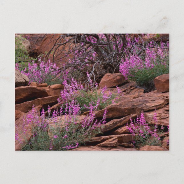 Postal Parque Nacional Capitol Reef, Utah, EE. UU. (Anverso)