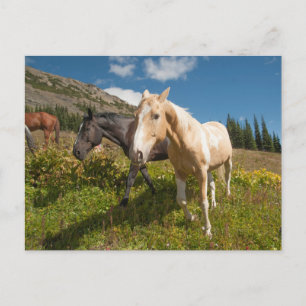 Postal Parque nacional Cascades del Norte