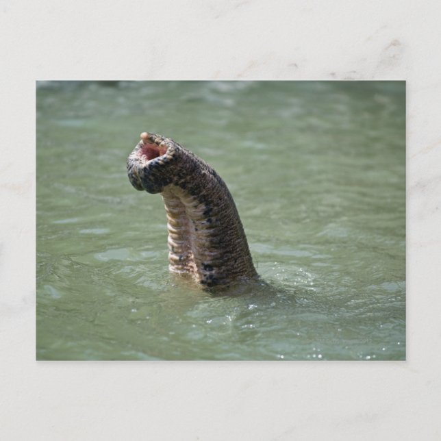 Postal Parque nacional Corbett, Uttaranchal, India (Anverso)