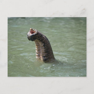 Postal Parque nacional Corbett, Uttaranchal, India