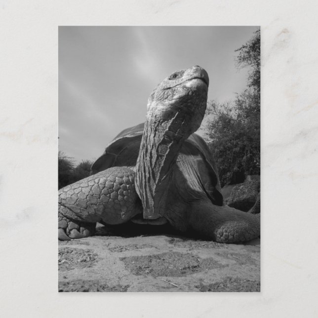 Postal Parque nacional de Ecuador, islas de las Islas (Anverso)