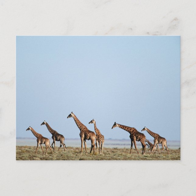 Postal Parque nacional de Etosha, Namibia 2 (Anverso)