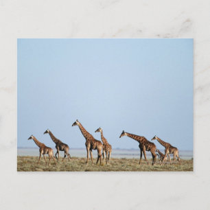 Postal Parque nacional de Etosha, Namibia 2