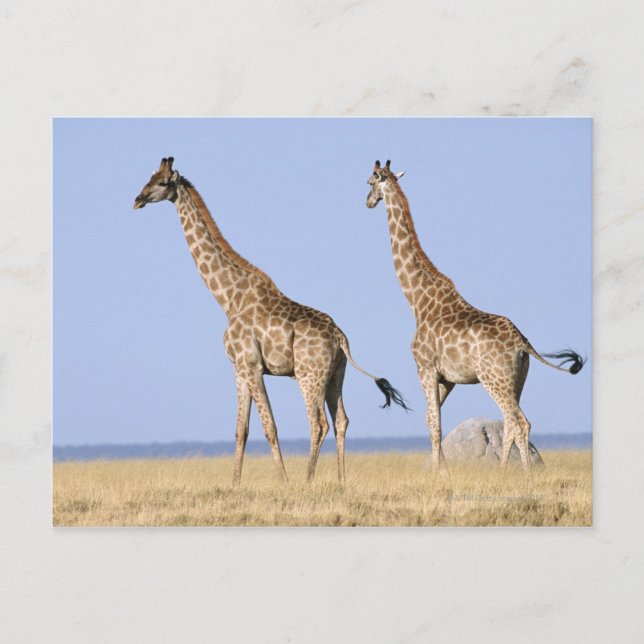 Postal Parque nacional de Etosha, Namibia 3 (Anverso)