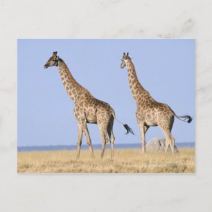 Postal Parque nacional de Etosha, Namibia 3