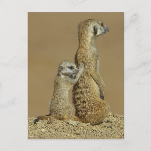 Postal Parque nacional de Kgalagadi, Botswana, África (Anverso)