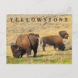 Postal Parque nacional de Lamar Valley Bison Yellowstone