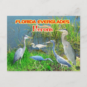 Postal Parque nacional de los Herones de Everglades, Flor