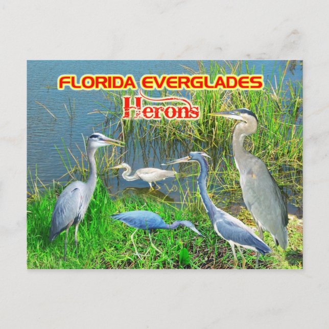 Postal Parque nacional de los Herones de Everglades, Flor (Anverso)
