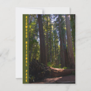 Postal Parque nacional de Redwood Stout Grove