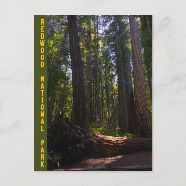 Postal Parque nacional de Redwood Stout Grove (Anverso)