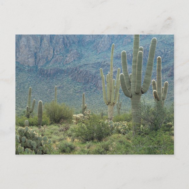 Postal Parque nacional de Saguaro, Arizona (Anverso)