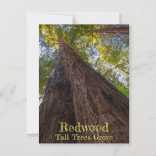 Postal Parque nacional de secuoya Tall Treve Grove Look U
