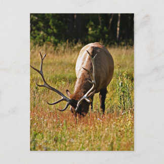 Postal parque nacional de yellowstone, alce