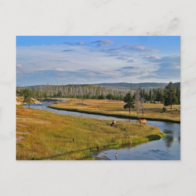 Postal parque nacional de yellowstone, elk, (Anverso)