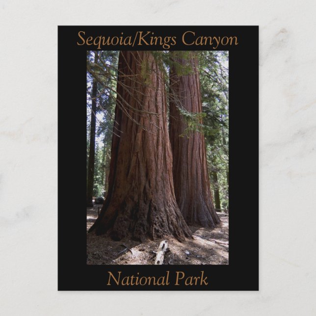 Postal Parque nacional del Cañón de Souvenir Sequoia King (Anverso)