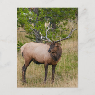 Postal Parque nacional Elk Lake Village Yellowstone Wyomi