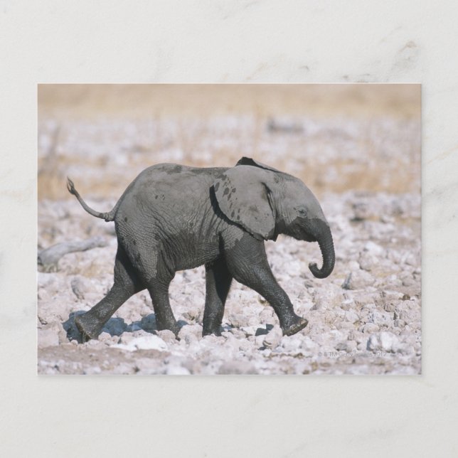 Postal Parque nacional Etosha, Namibia (Anverso)