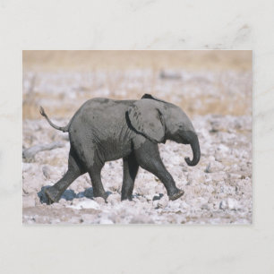 Postal Parque nacional Etosha, Namibia
