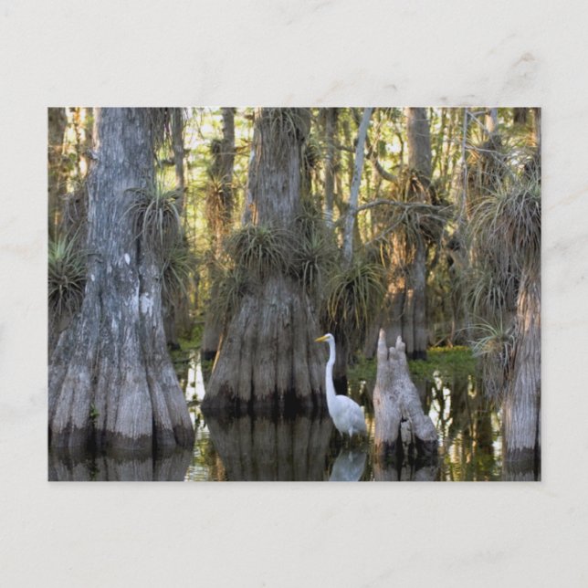 Postal Parque nacional Everglades (Anverso)