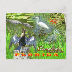 Postal Parque Nacional Everglades, Florida