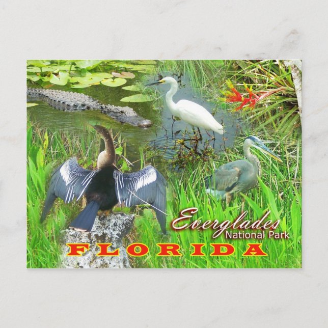 Postal Parque Nacional Everglades, Florida (Anverso)