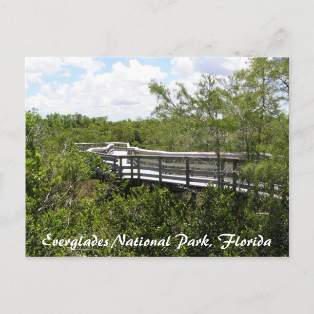 Postal Parque Nacional Everglades, Florida (Anverso)