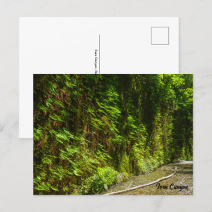 Postal Parque nacional Fern Canyon Redwood California