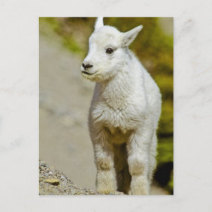 Postal Parque nacional Glacier, Montana, Estados Unidos, 