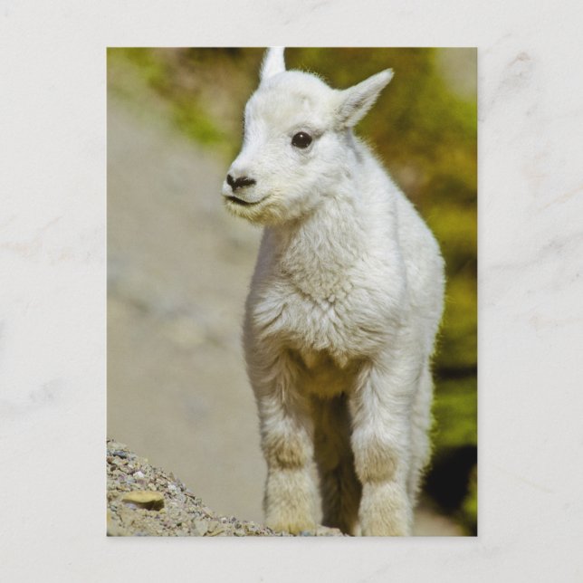 Postal Parque nacional Glacier, Montana, Estados Unidos,  (Anverso)
