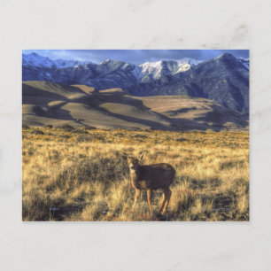 Postal Parque Nacional Great Sand Dunes, Colorado