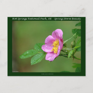 Postal Parque Nacional Hot Springs, AR  Regalos Wild Rose