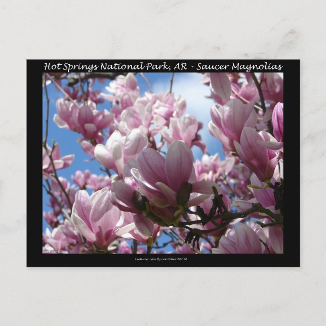 Postal Parque nacional Hot Springs AR Saucer Magnoia Gift (Anverso)
